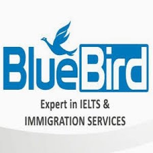 Blue Bird Immigration